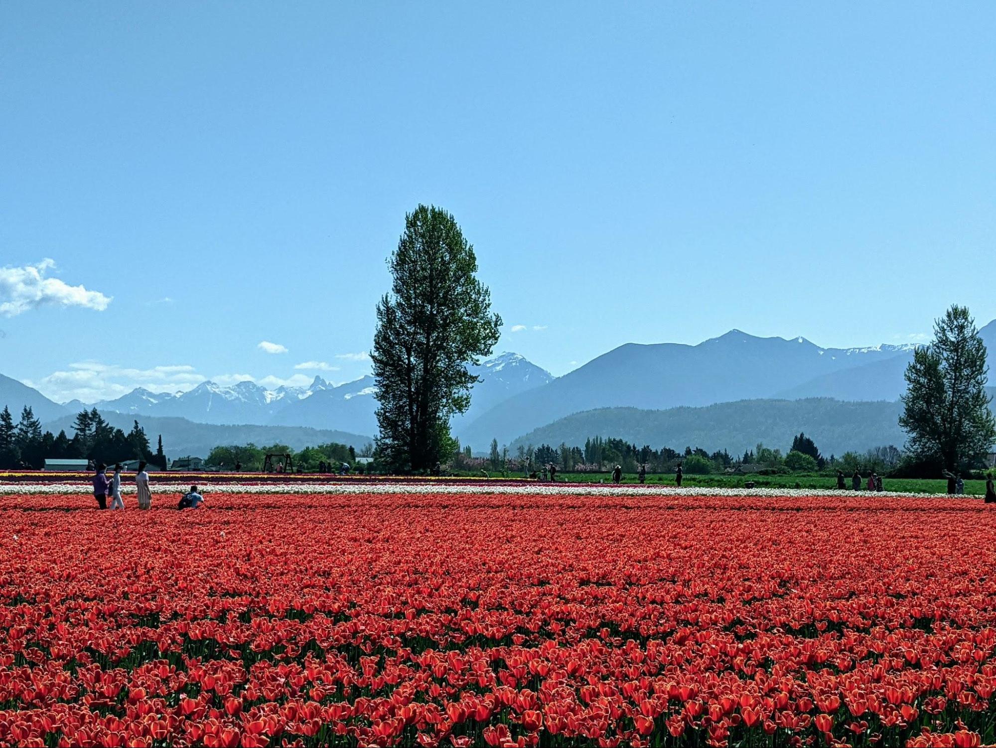 A field of red tulips at the Chilliwack tulip festival with Mt Cheam in the distance.