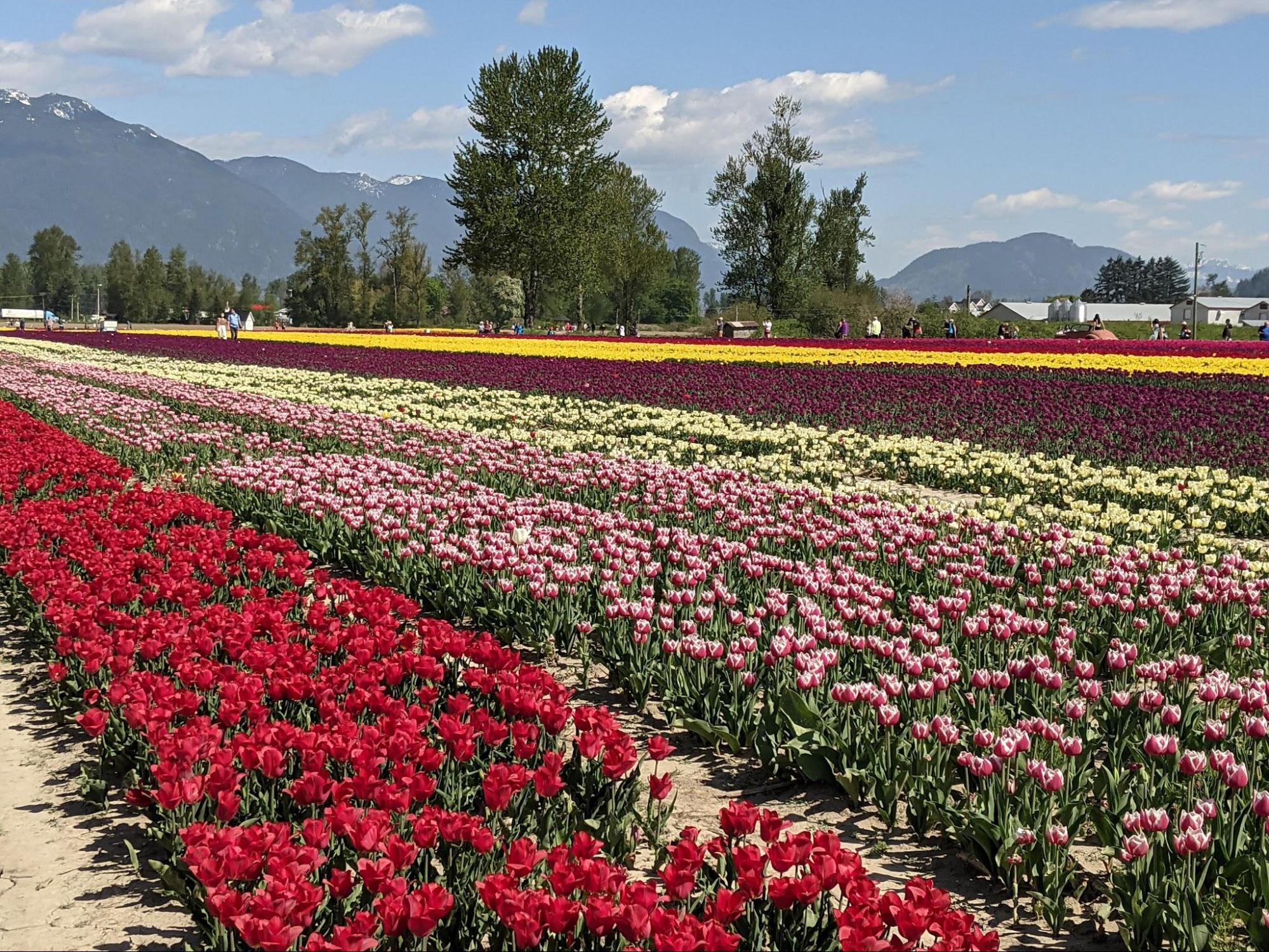 A large field of multi-colored tulips growing in rows at the Chilliwack tulips festival. 