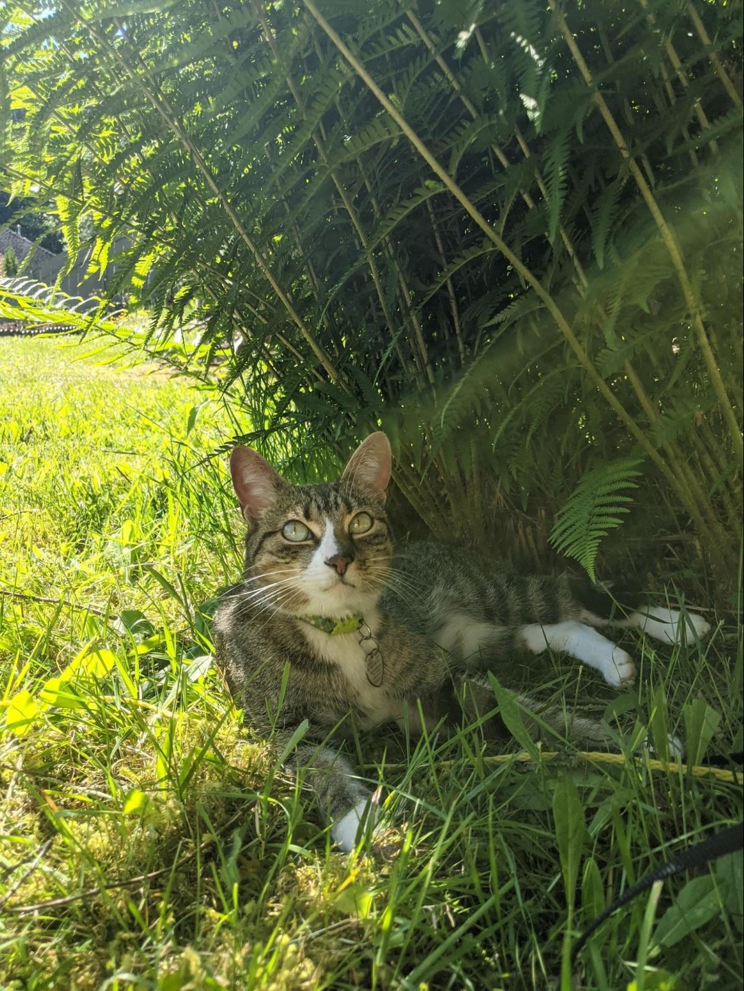 Benny enjoying the shade in his backyard. 