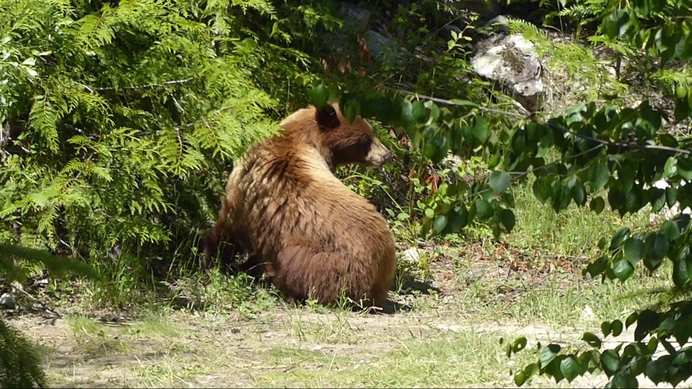 A brown black bear enjoys foraging for berries next to some bushes in a small grassy clearing. 