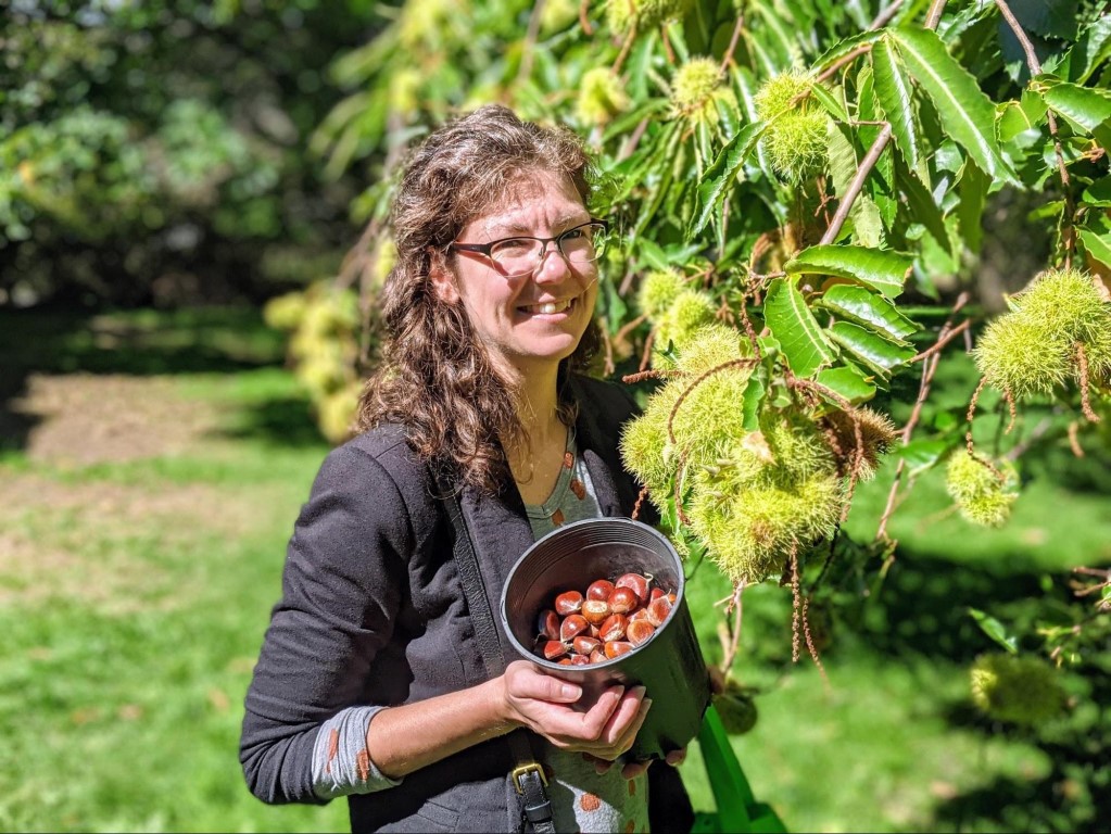 Mel standing next to a chestnut tree with a bucket of freshly picked chestnuts. 