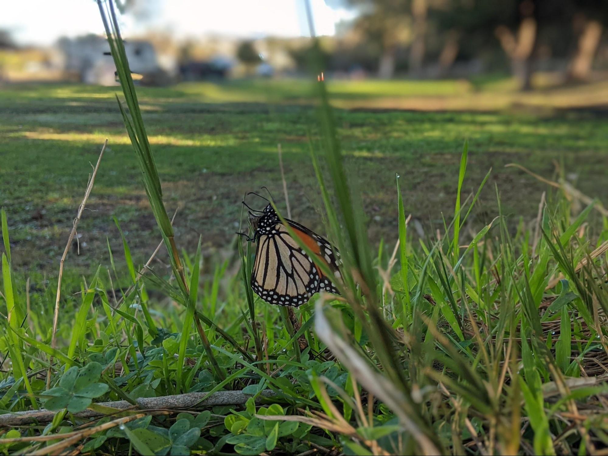 a monarch butterfly sitting on a blade of grass across from our campsite at Pismo Beach State Park, California. 