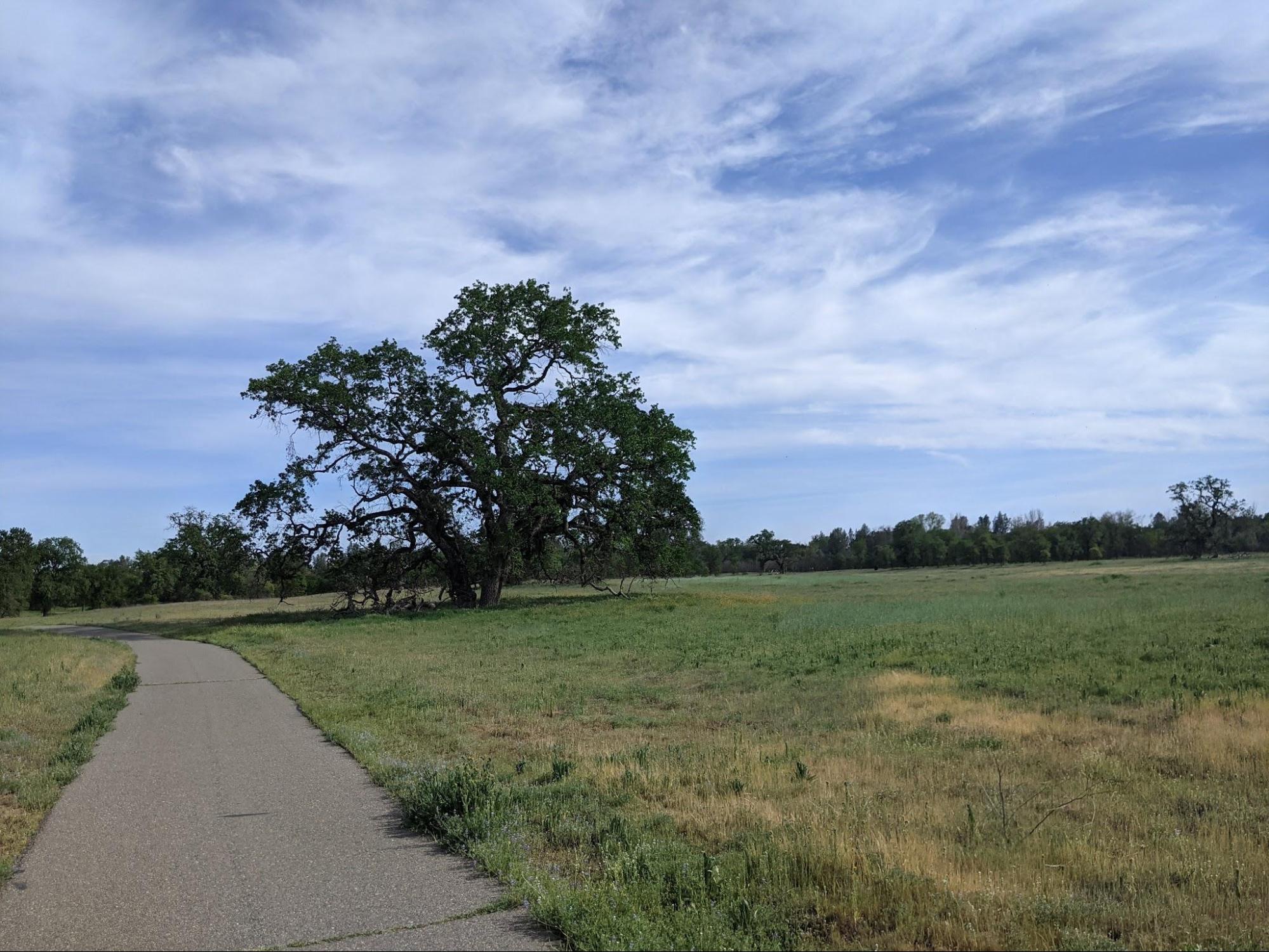 Old oak tree in a meadow