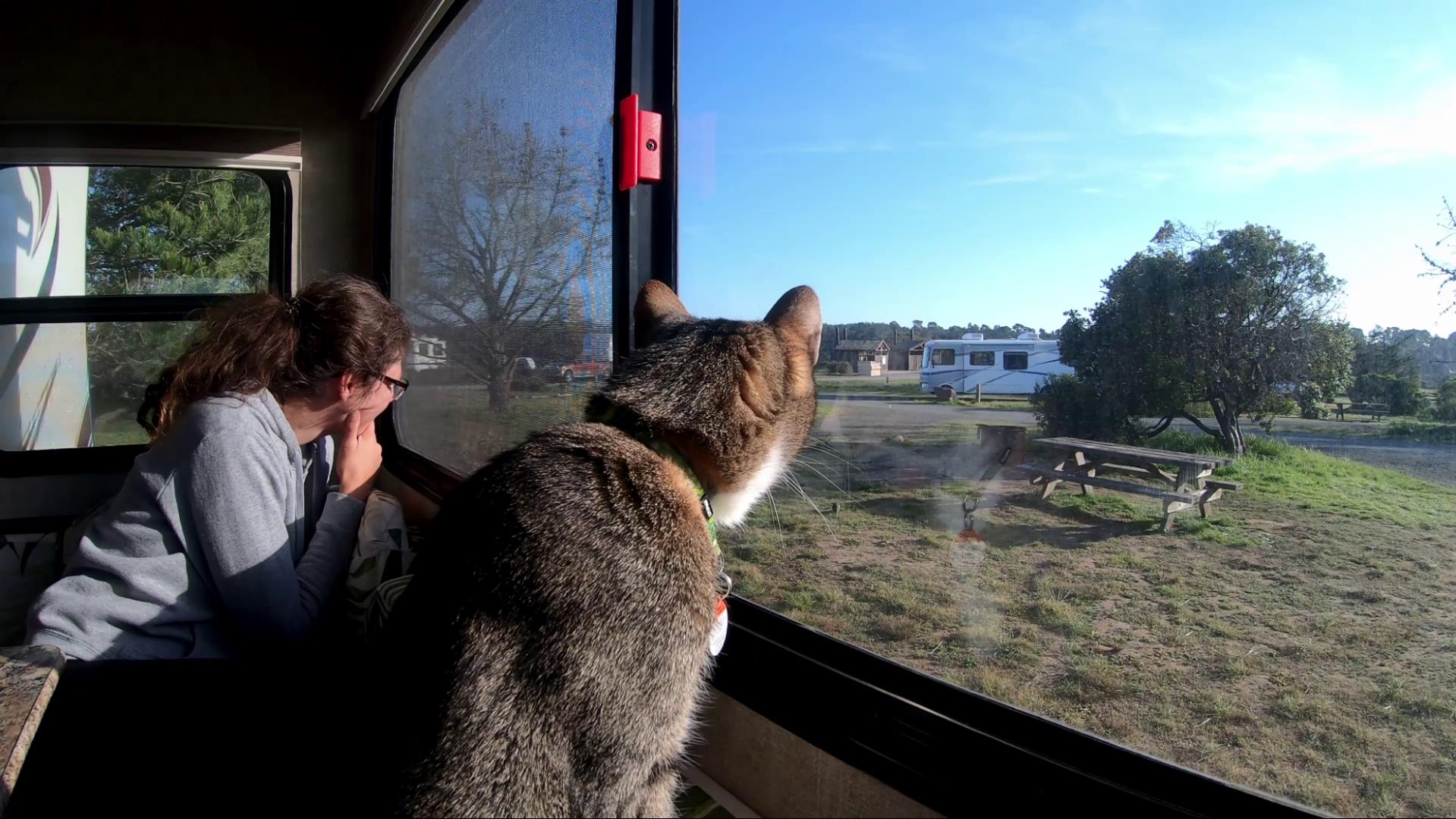 Benny and Mel watching the quails out the window on our site at washburn in the Hearst San Simeon State Park. 