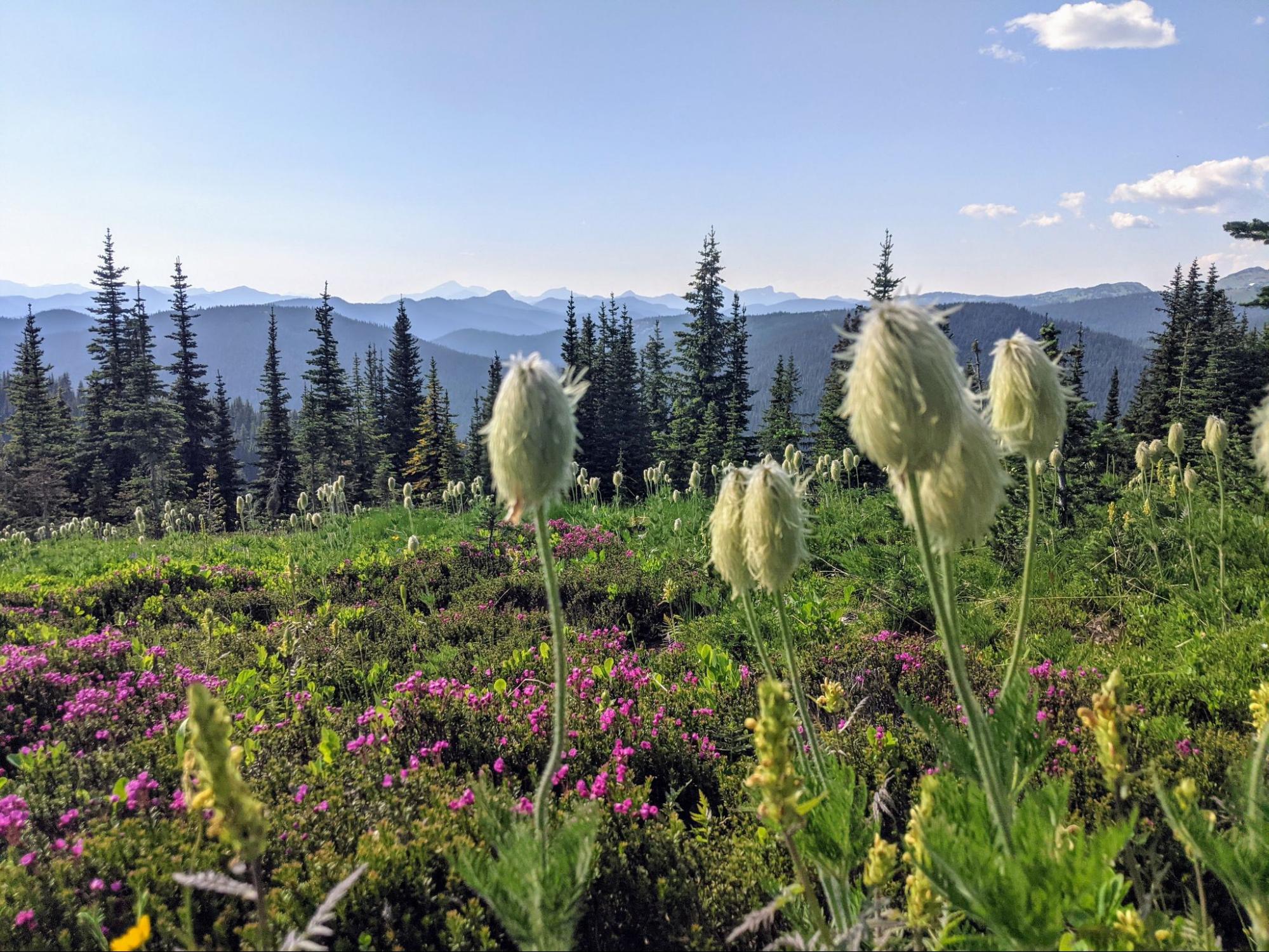 Wildflowers in the alpine meadows at Manning Park, British Columbia. The Cascade mountains can be seen in the background. 
