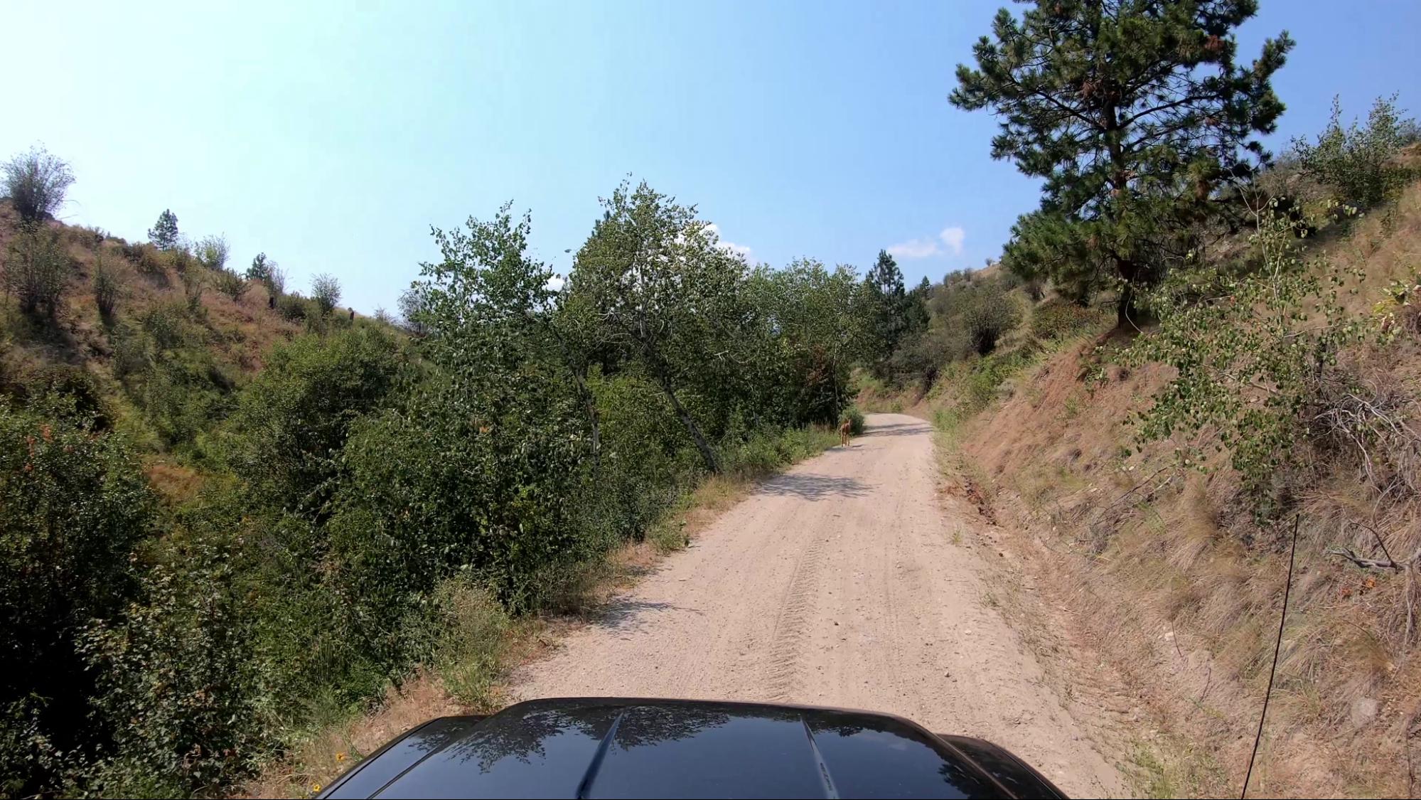 The road to the Burnell rec site is narrow, bumpy and one vehicle wide. There is also the potential for low hanging tree branches. 