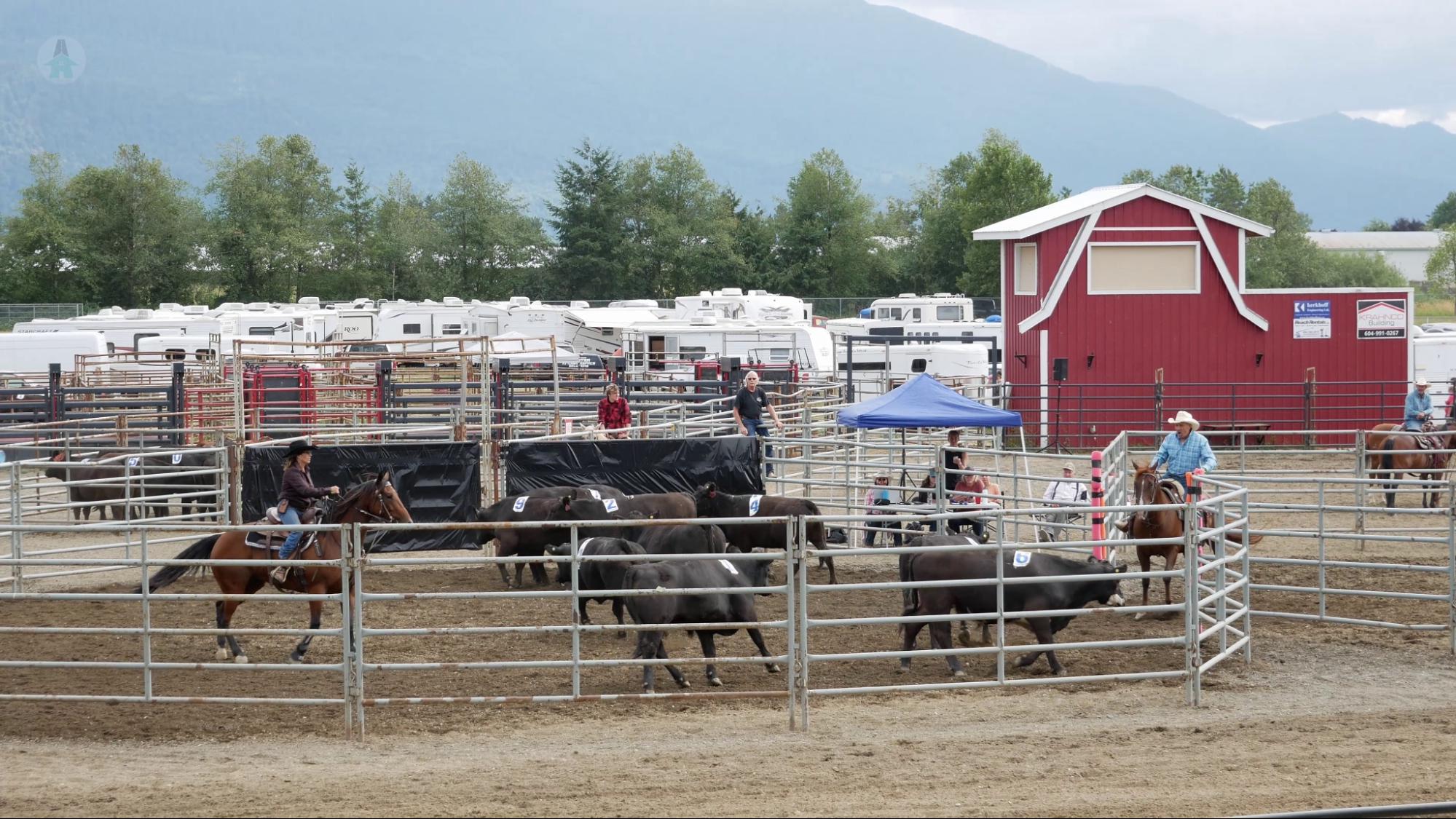 One team works to move cattle from one pen to another in numerical order in the fastest time possible. 