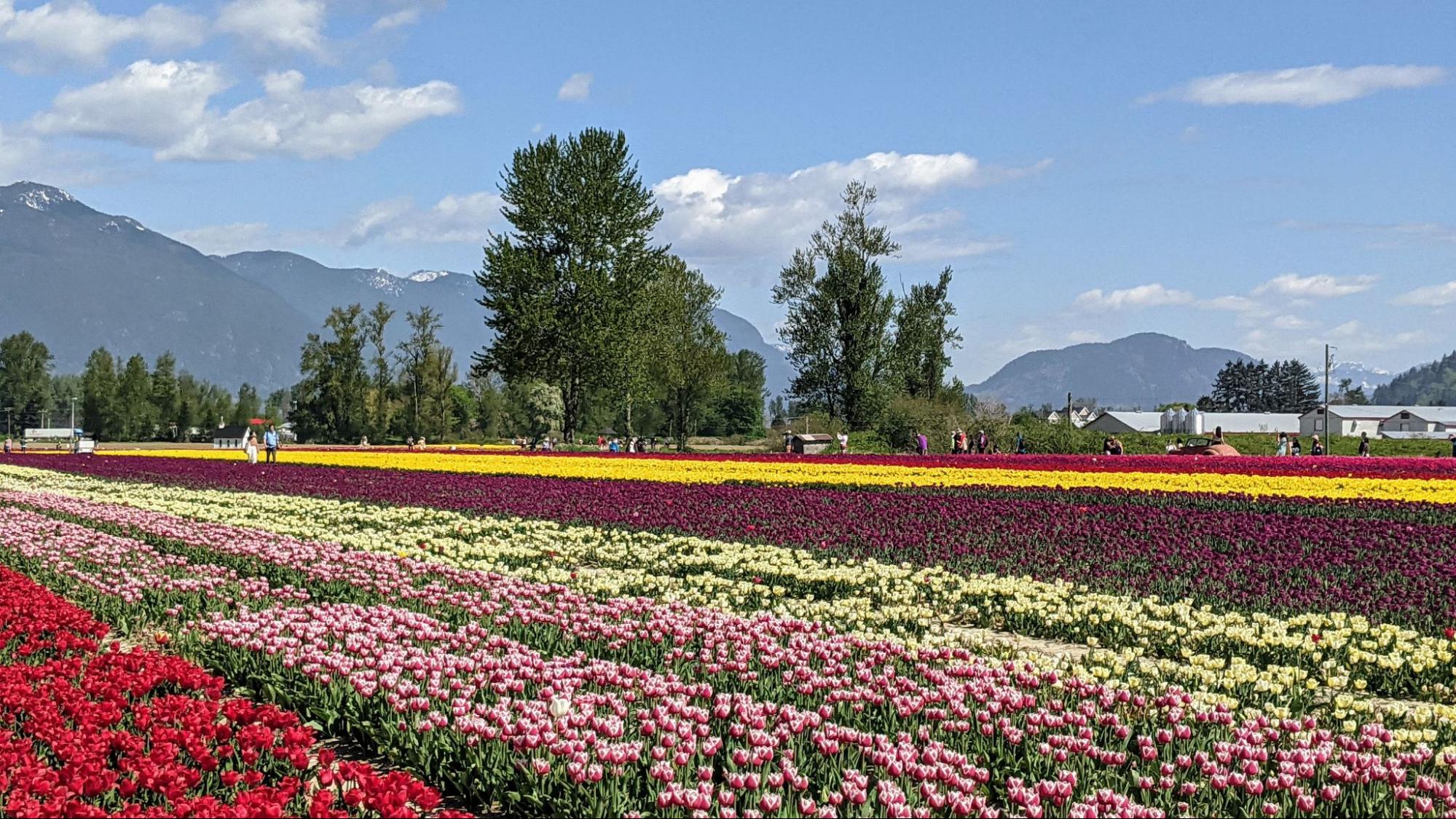 A blanket of colourful tulips covers the fields at the Chilliwack Tulips festival. 