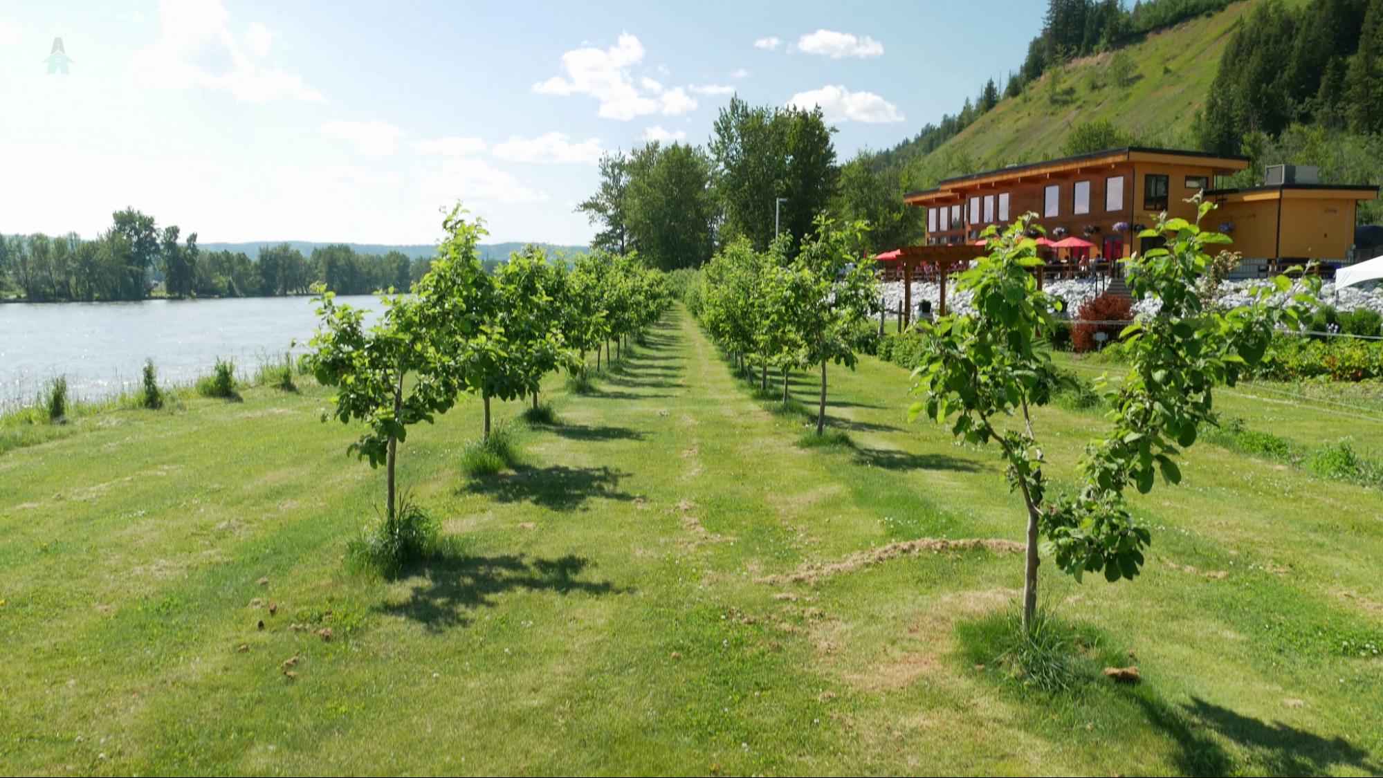 the bistro patio at Northern Lights winery in Prince George, BC overlooks an orchard on the banks of the Nechako River.  