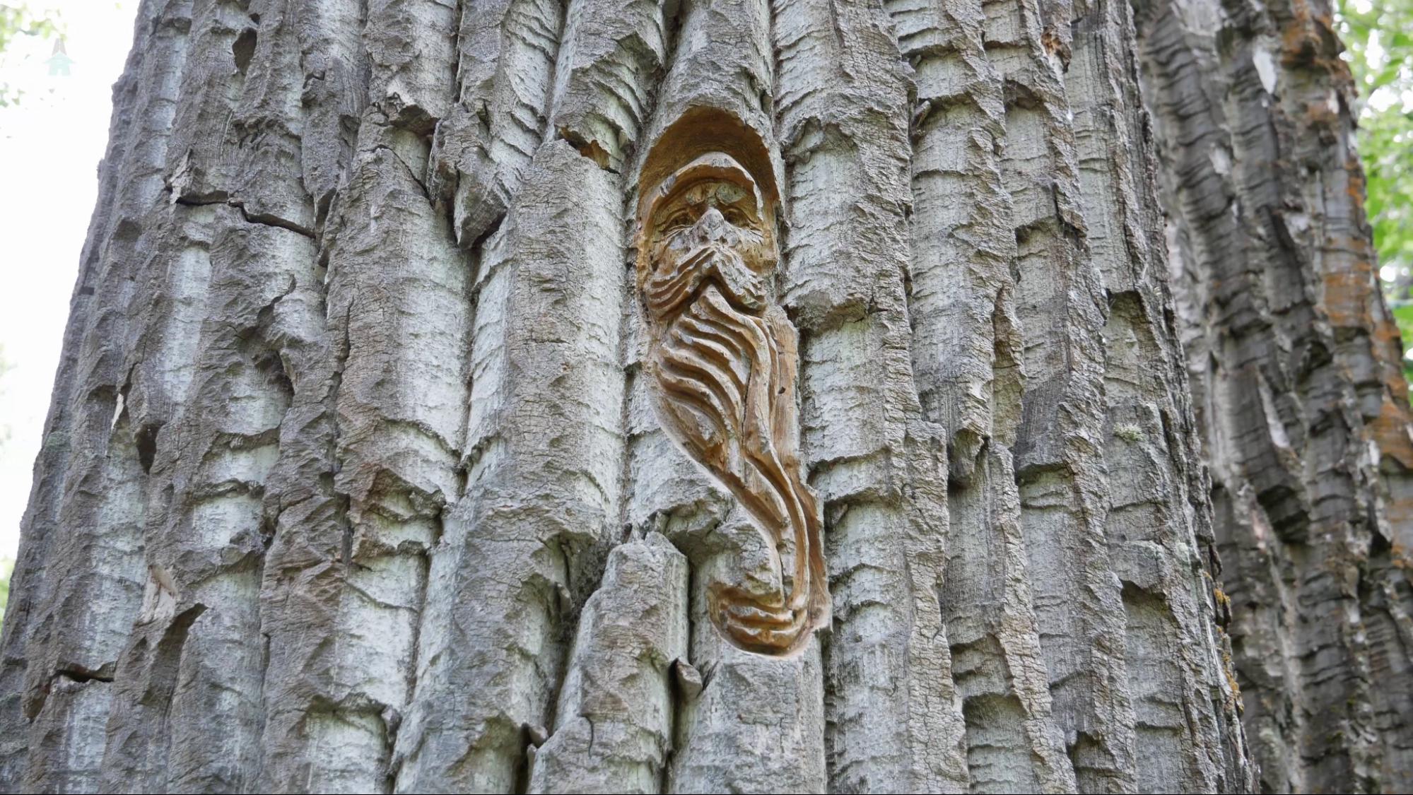 one of the bark carvings on the Cottonwood Island Loop trail in Prince George, BC